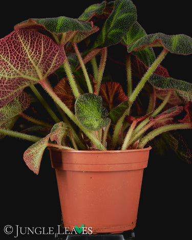 Begonia soli-mutata