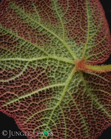 Begonia soli-mutata