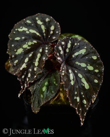 Begonia sp. 'Delok'