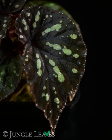 Begonia sp. 'Delok'