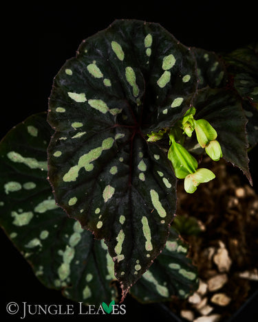 Begonia sp. 'Delok'