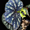 Begonia sp. 'Delok'