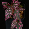 Begonia sp. 'Hairy Spots'
