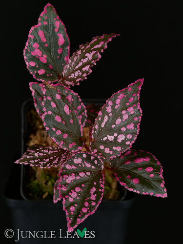 Begonia sp. 'Hairy Spots'