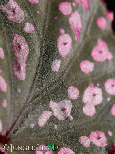 Begonia sp. 'Hairy Spots'