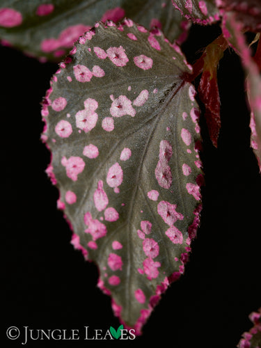 Begonia sp. 'Hairy Spots'