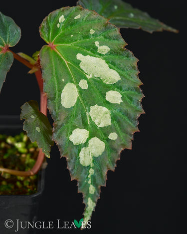 Begonia sp. 'Mantuk'