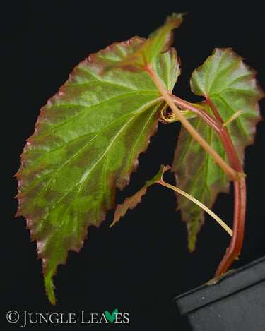 Begonia sp. 'Mantuk'