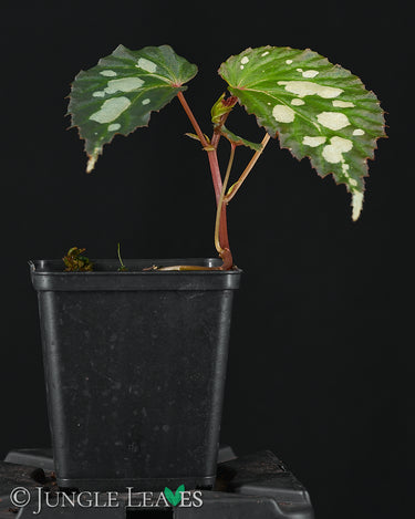 Begonia sp. 'Mantuk'