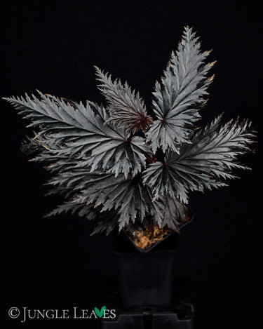 Begonia sp. Miri