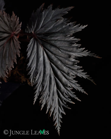 Begonia sp. Miri