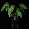 Begonia sp. 'Red Hairs'