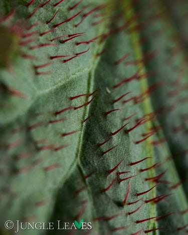 Begonia sp. 'Red Hairs'