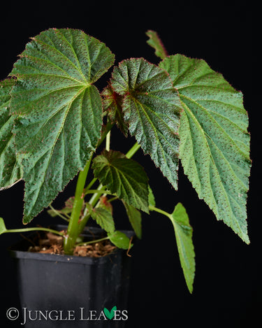Begonia sp. 'Red Hairs'