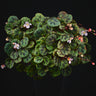 Begonia sp. Sabah 'Mini'