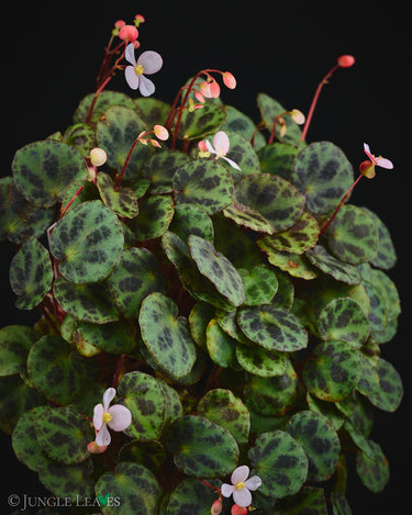 Begonia sp. Sabah 'Mini'