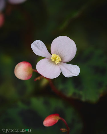 Begonia sp. Sabah 'Mini'