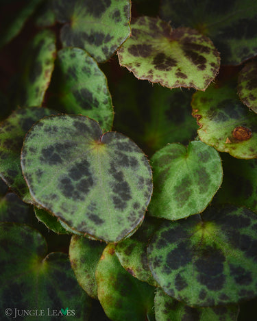 Begonia sp. Sabah 'Mini'