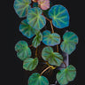 Begonia sp. Sarawak