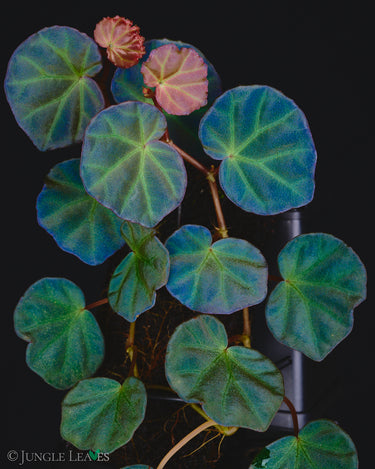 Begonia sp. Sarawak