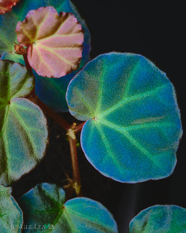 Begonia sp. Sarawak