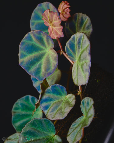 Begonia sp. Sarawak