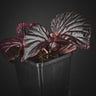 Begonia sp. 'Sulawesi Black' 'Black Metallic'