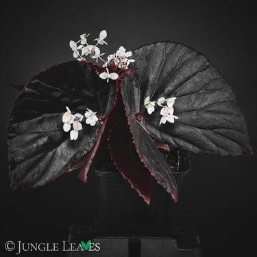 Begonia sp. 'Sulawesi Black' 'Black Metallic'