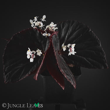 Begonia sp. 'Sulawesi Black' 'Black Metallic'
