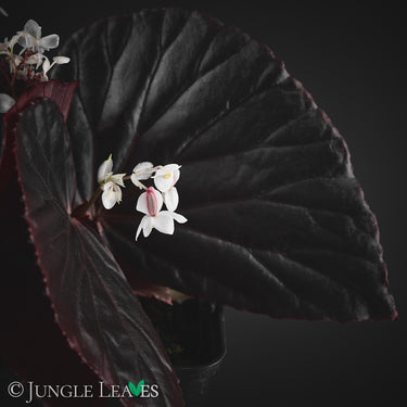 Begonia sp. 'Sulawesi Black' 'Black Metallic'