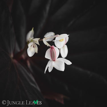Begonia sp. 'Sulawesi Black' 'Black Metallic'