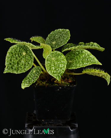 Begonia staudtii