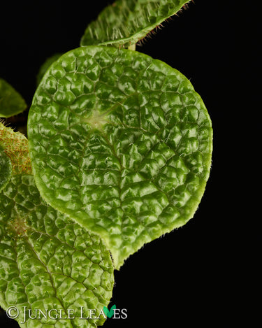 Begonia staudtii