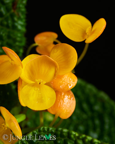 Begonia staudtii