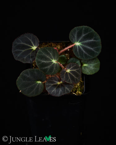 Begonia subacida