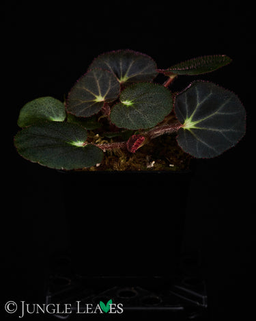 Begonia subacida