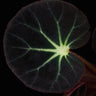 Begonia subacida