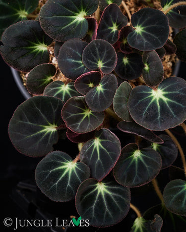 Begonia subacida