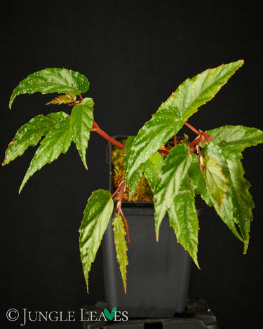 Begonia taiwaniana