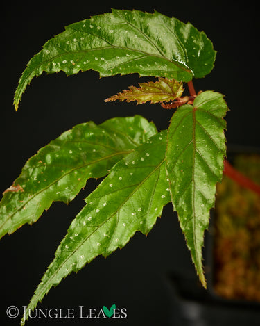 Begonia taiwaniana