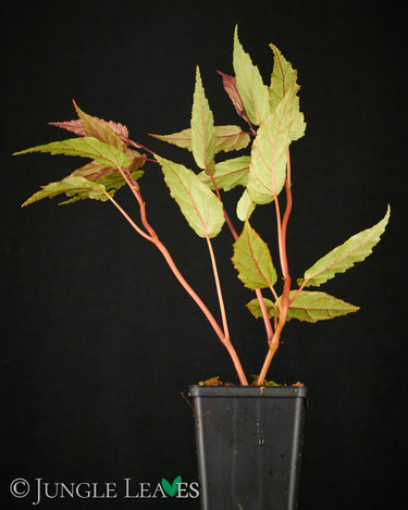 Begonia taiwaniana