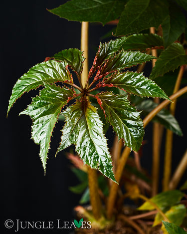 Begonia thiemei
