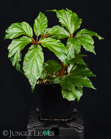 Begonia thiemei