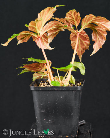 Begonia thiemei