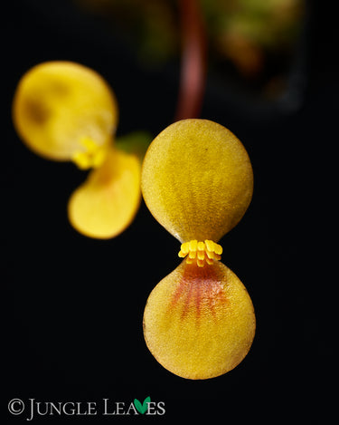 Begonia vankerckhovenii