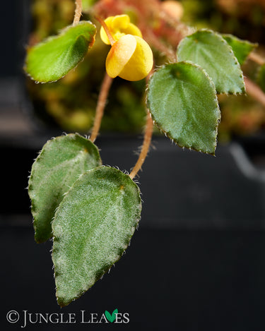 Begonia vankerckhovenii