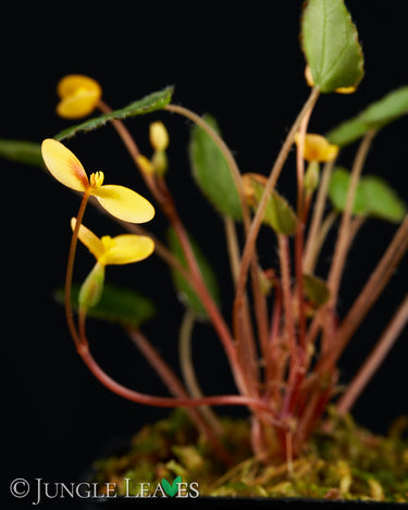 Begonia vankerckhovenii