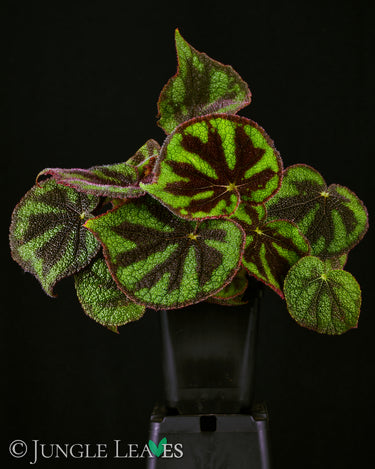 Begonia variegata (ex masoniana var. maculata)