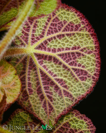 Begonia variegata (ex masoniana var. maculata)