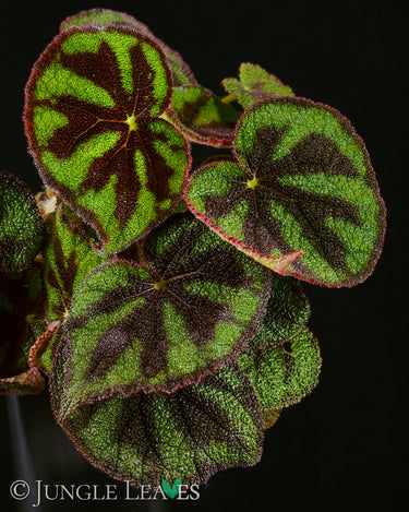 Begonia variegata (ex masoniana var. maculata)